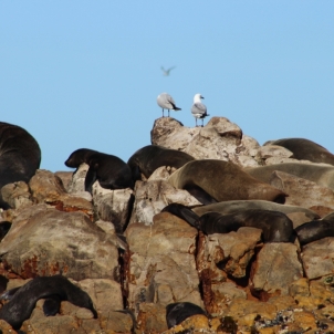 Cape fur Seals basking in the sun on Dyer Island